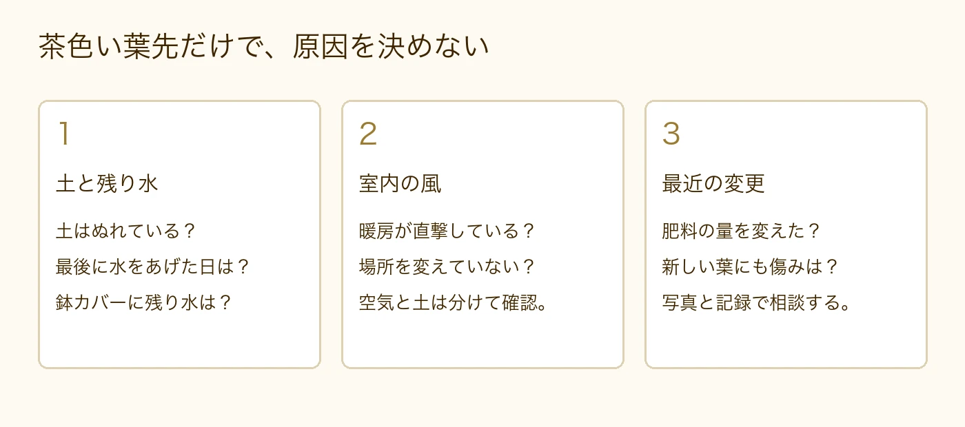茶色い葉先だけで判断せず、土と残り水、室内の風、最近の管理の変更を確認する