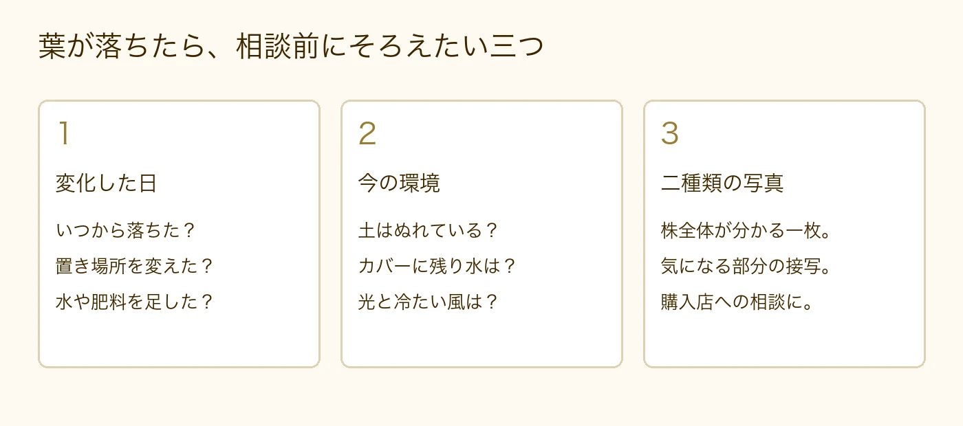葉が落ちたときは、変化した日、土と置き場所、株全体と接写をそろえて相談する
