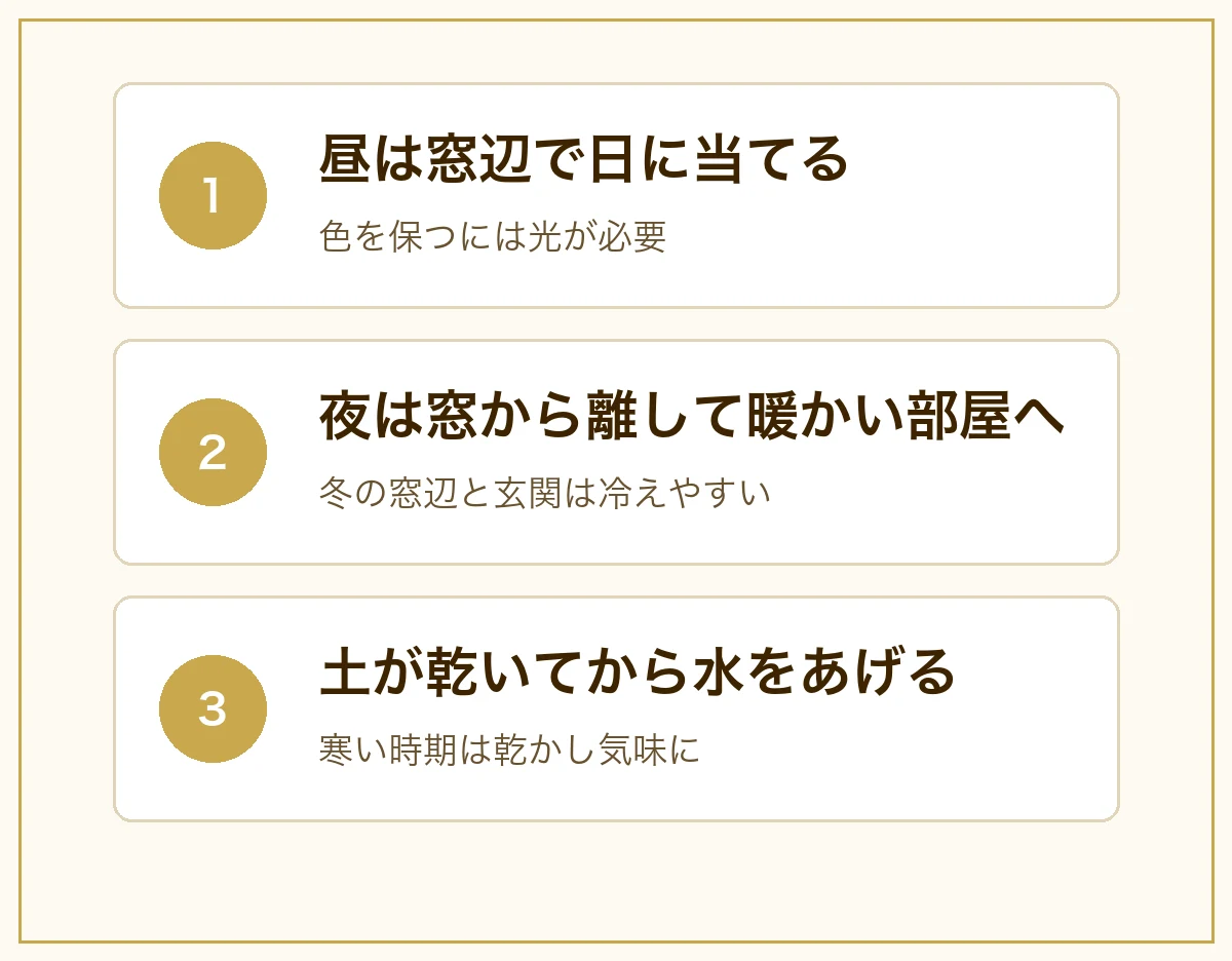 ポインセチアの1日の置き方。昼は窓辺で日に当てる、夜は窓から離して暖かい部屋へ、土が乾いてから水をあげる