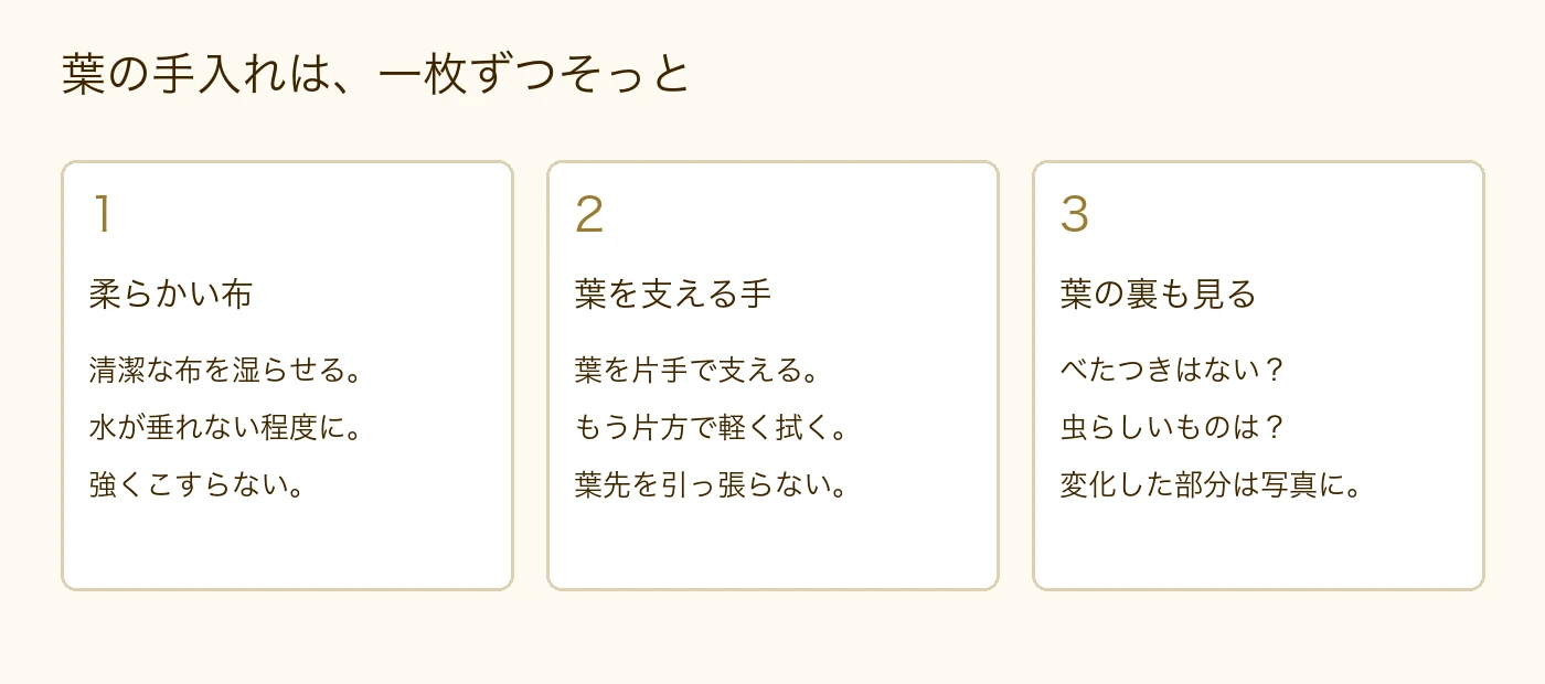 ゴムの木の葉を拭く前に、柔らかい布、葉を支える手、葉裏の様子を確認する
