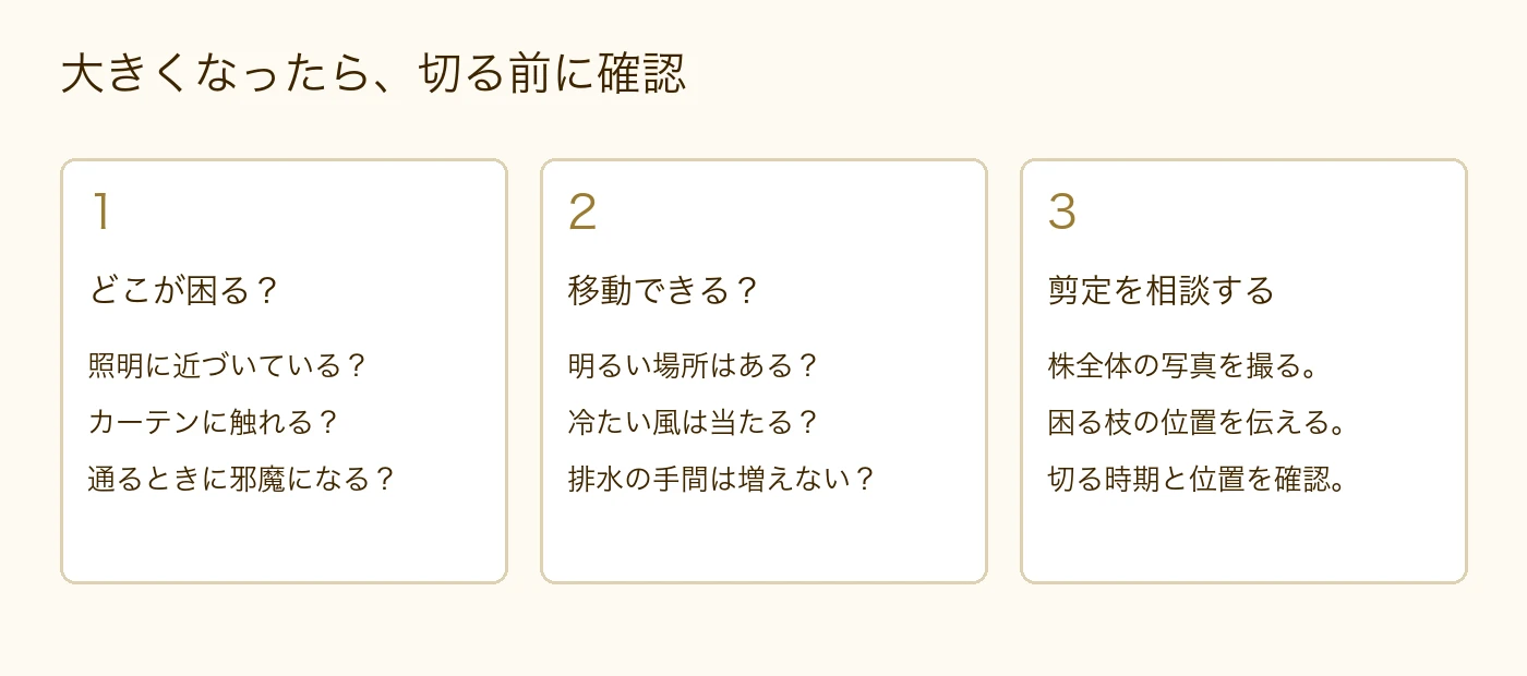 ウンベラータが大きくなったら、困る場所、明るい移動先、剪定を相談する写真を確認する